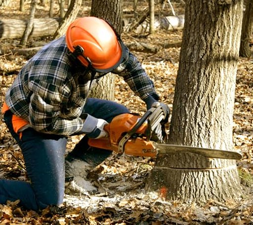 Tree Removal in New Albany, PA